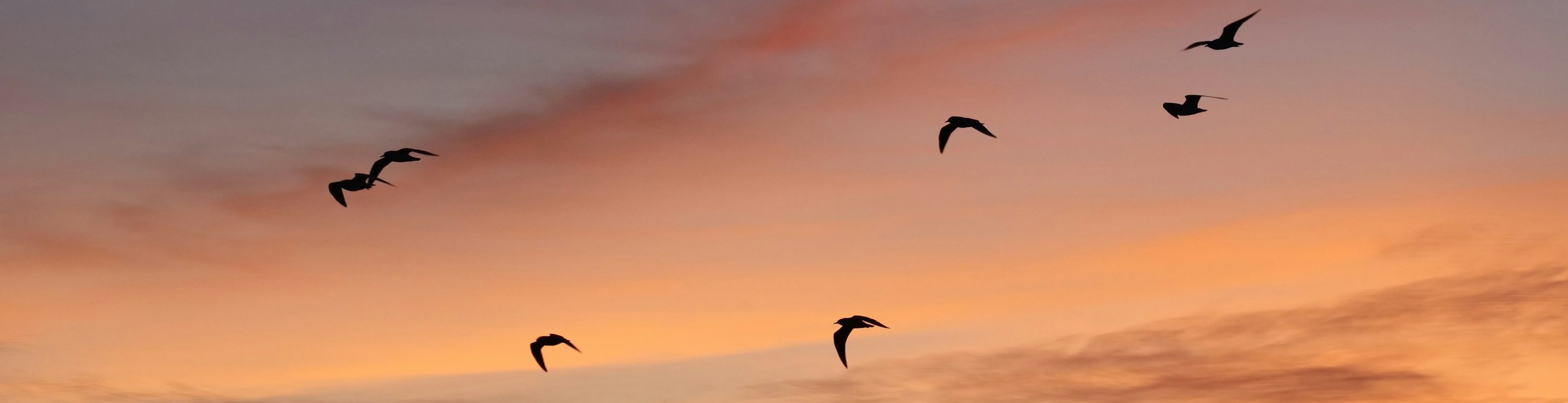 Birdwatching banner placeholder