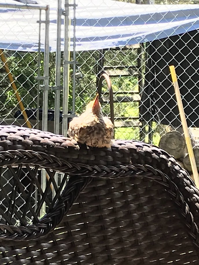 American Robin