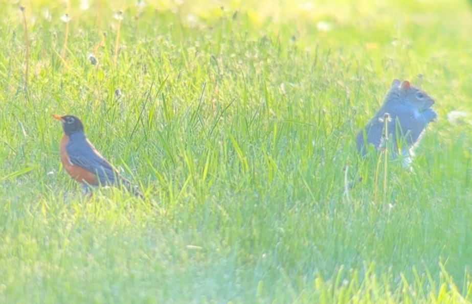 American Robin banner image 2