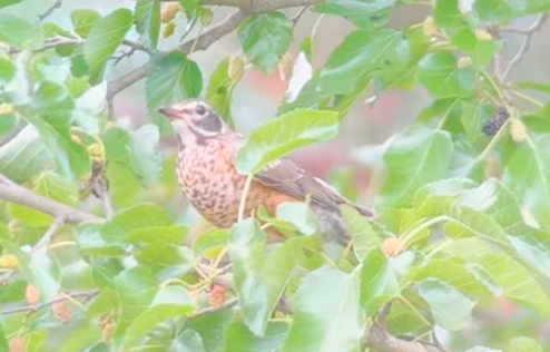 American Robin banner image 3