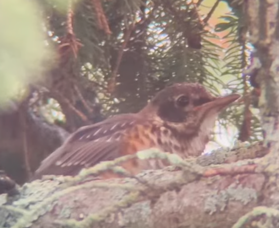 American Robin banner image 4