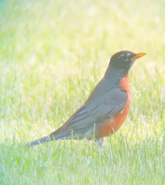 American Robin banner image 6