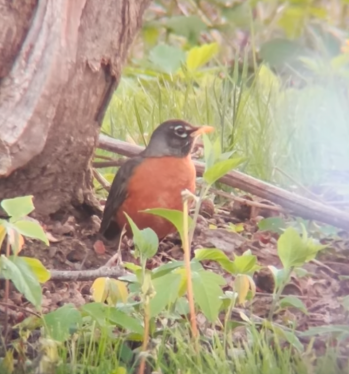 American Robin banner image 7