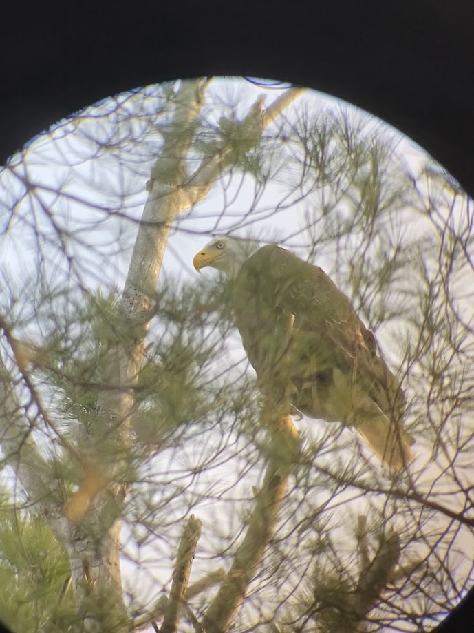 Bald Eagle