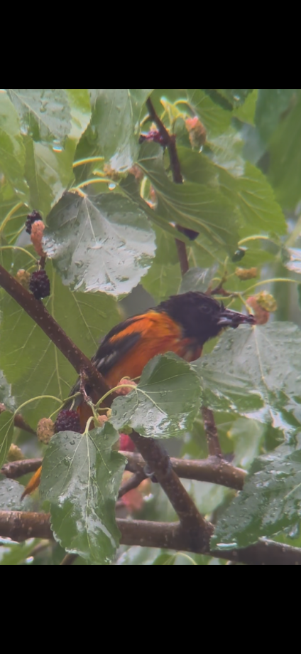 Baltimore Oriole
