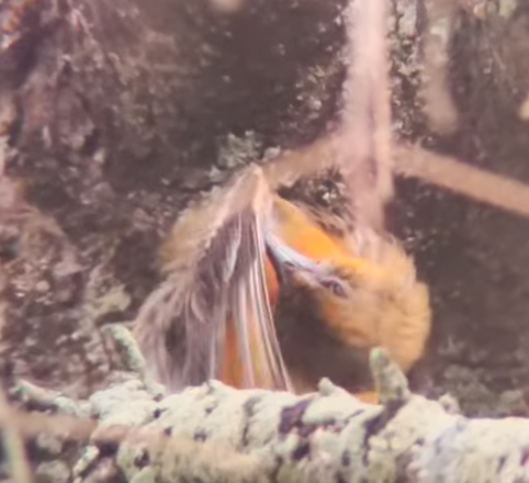 Baltimore Oriole banner image 2