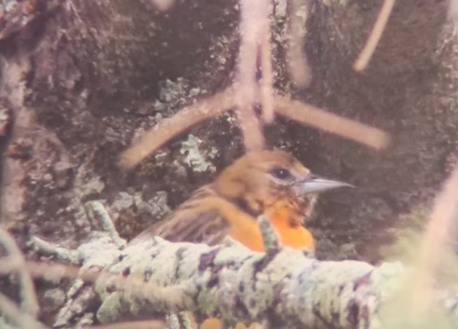 Baltimore Oriole banner image 3