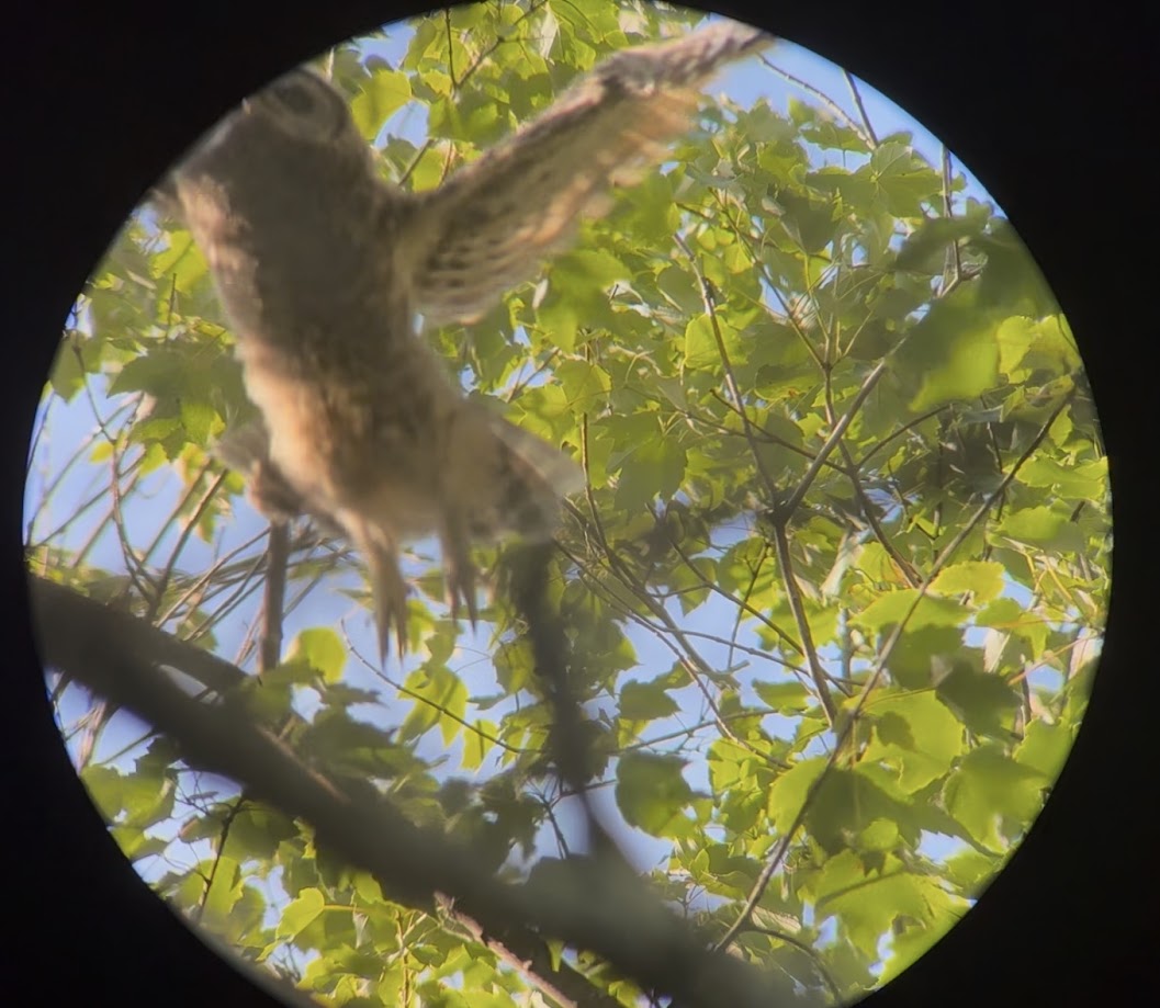 Barred Owl banner image 3