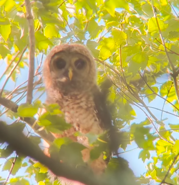 Barred Owl banner image 4