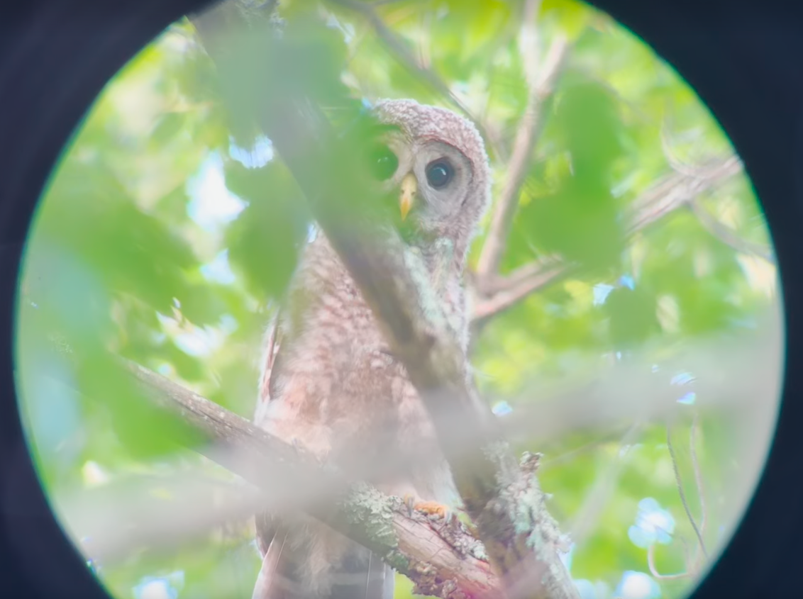 Barred Owl banner image 5