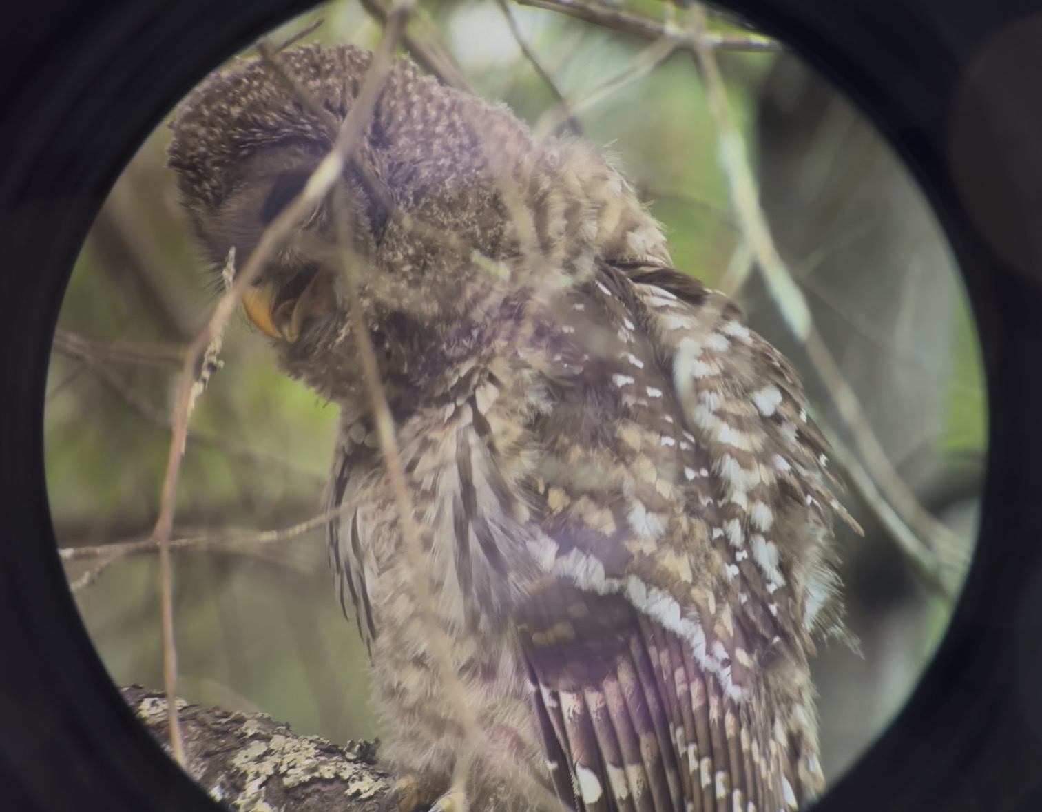 Barred Owl