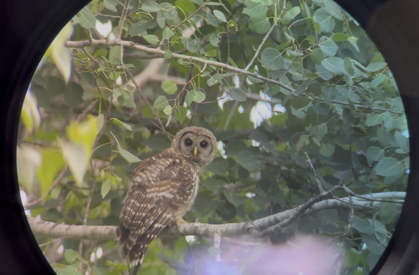 Barred Owl banner image 2