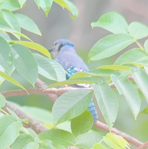 Blue Jay