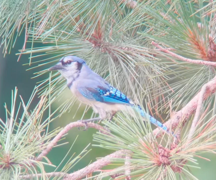 Blue Jay banner image 2