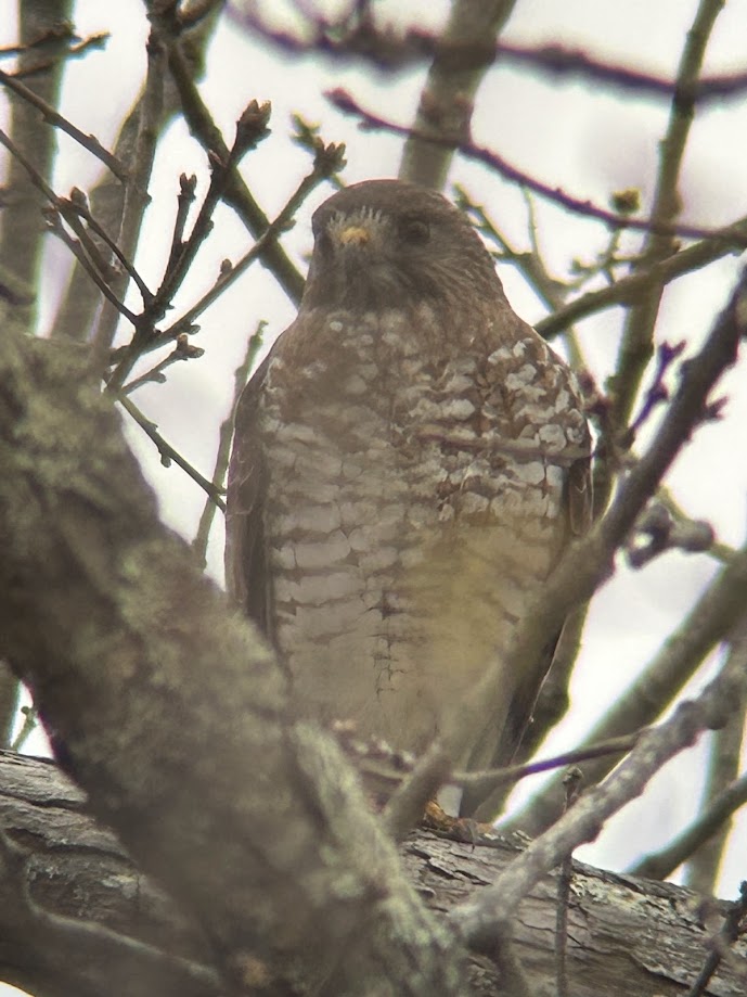Broad-winged Hawk
