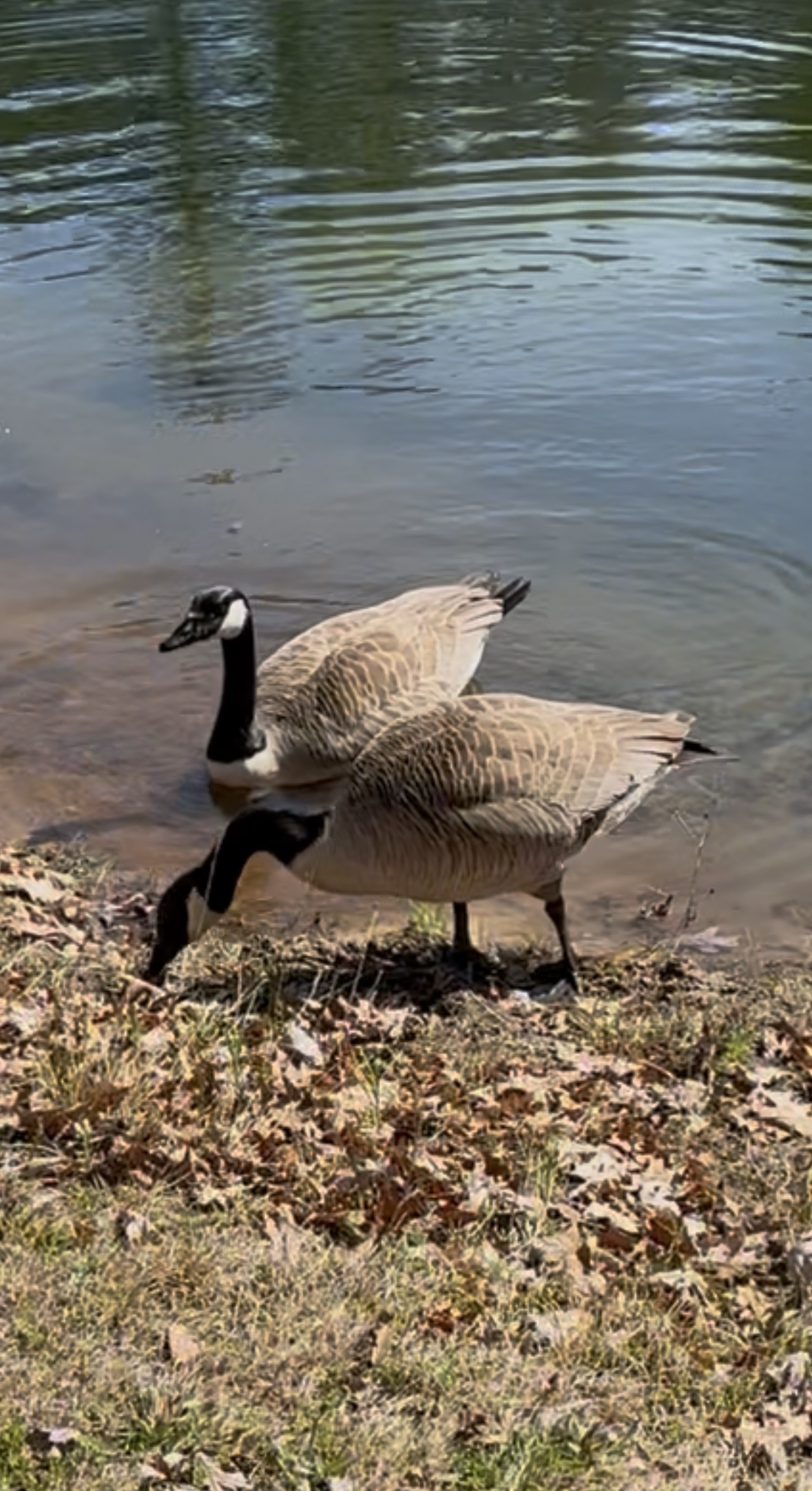 Canada Goose