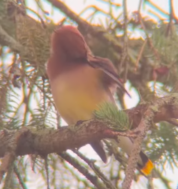 Cedar Waxwing