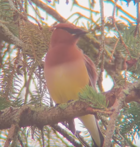 Cedar Waxwing banner image 2