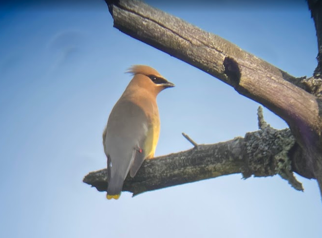 Cedar Waxwing banner image 3