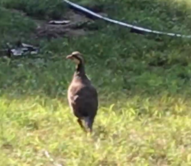 Chukar