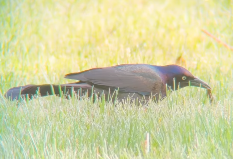 Common Grackle