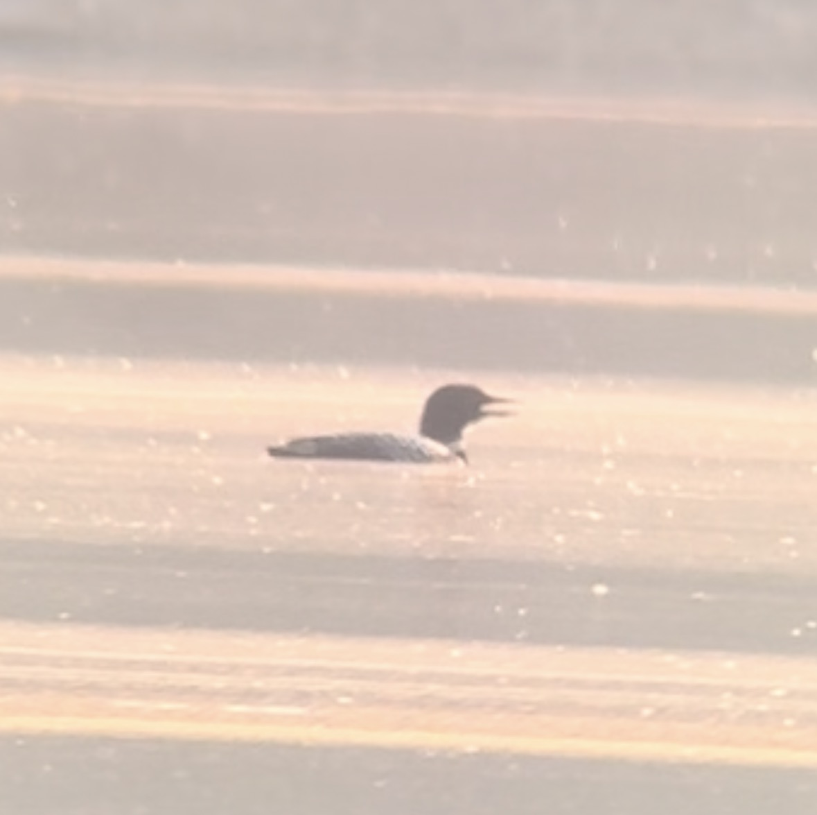 Common Loon