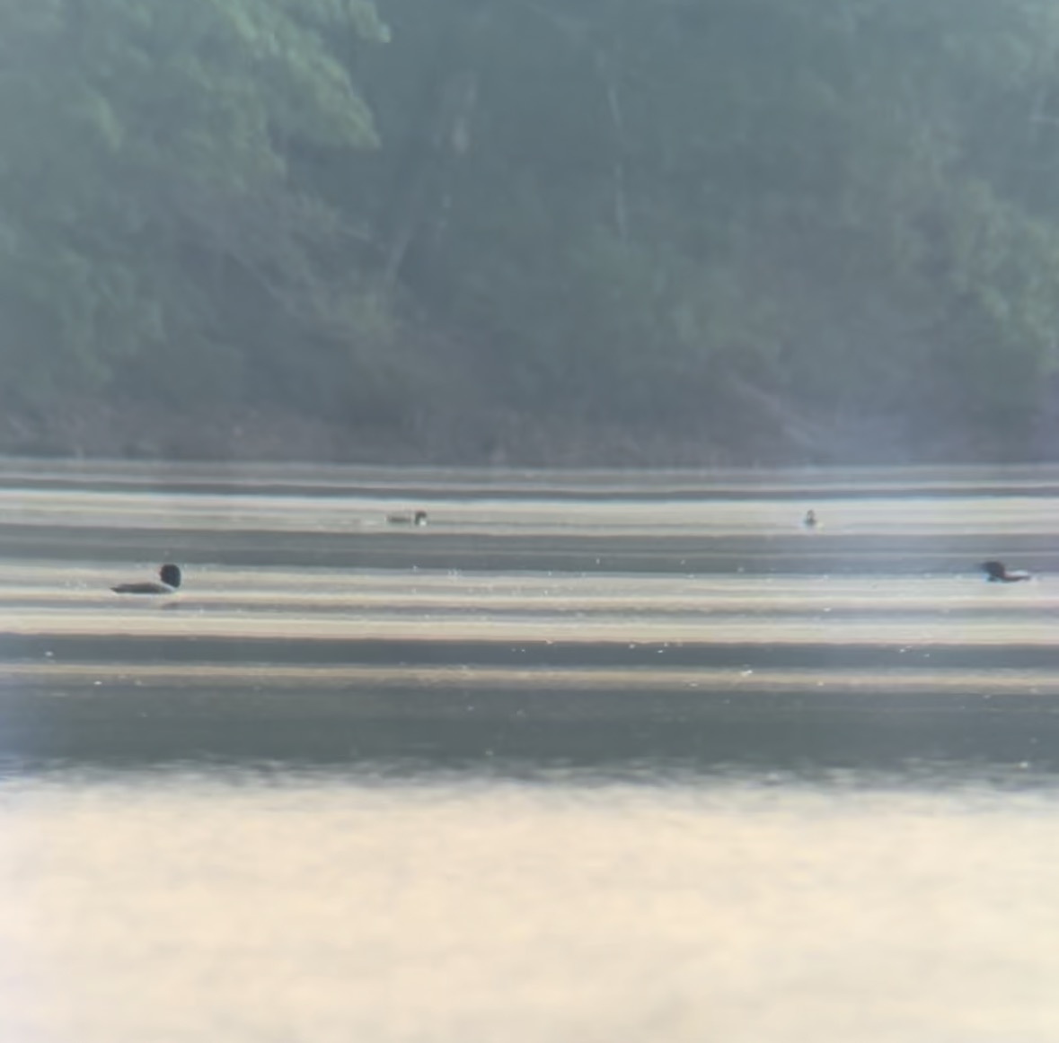 Common Loon banner image 2