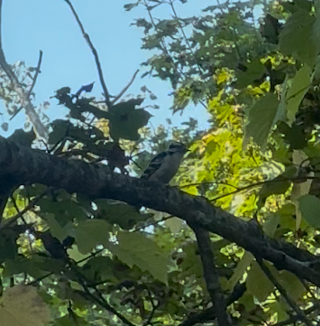 Downy Woodpecker