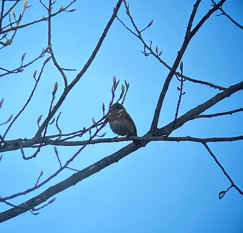 Eastern Bluebird