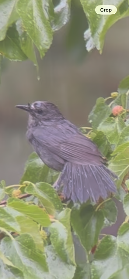 Gray Catbird