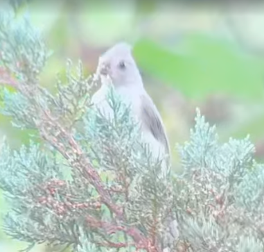 Gray Catbird banner image 2