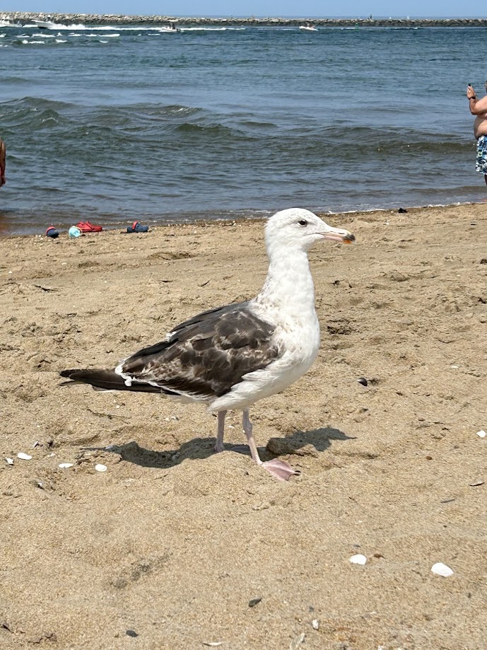 Great Black-backed Gull