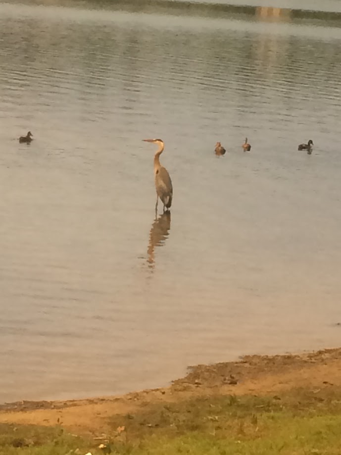 Great Blue Heron banner image 2