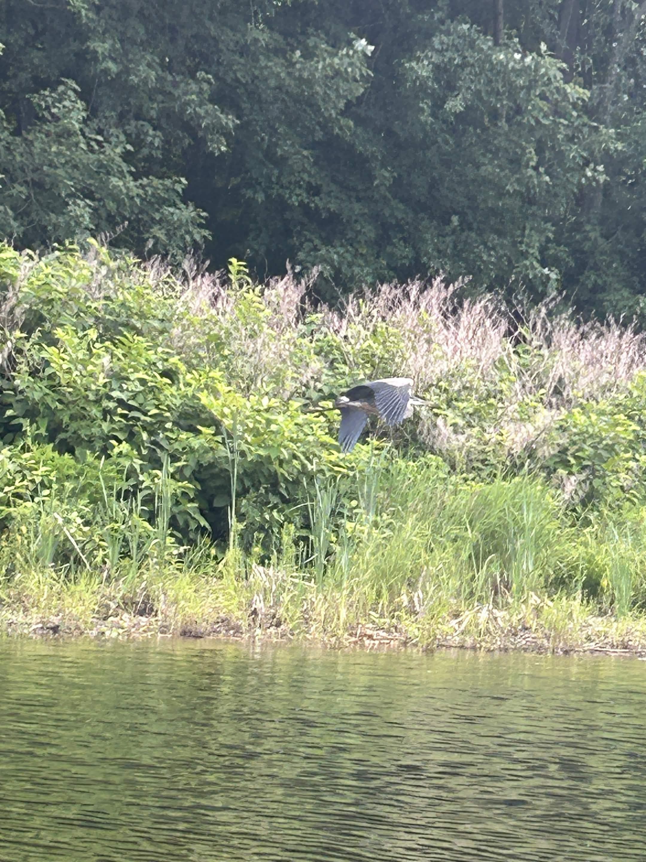 Great Blue Heron