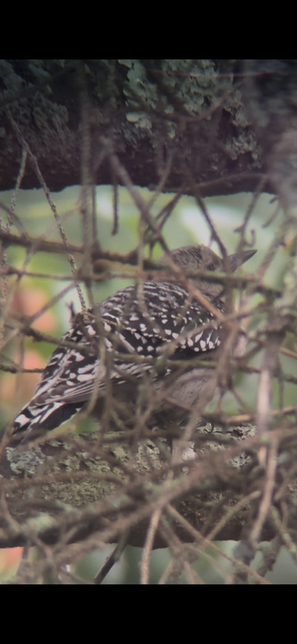 Hairy Woodpecker banner image 3