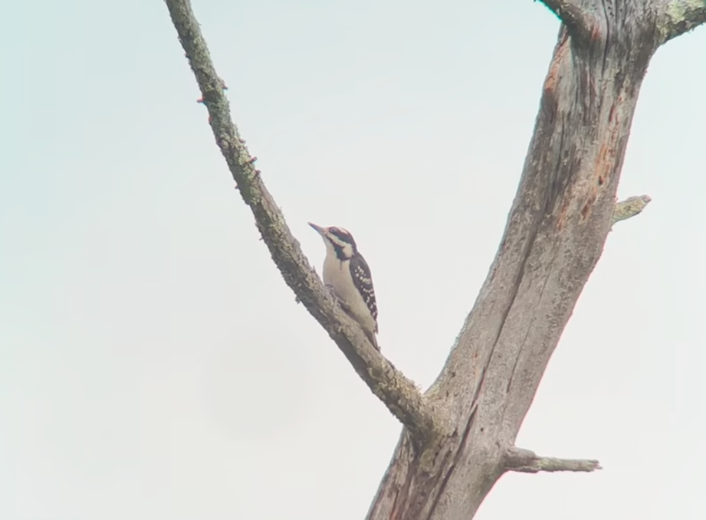 Hairy Woodpecker