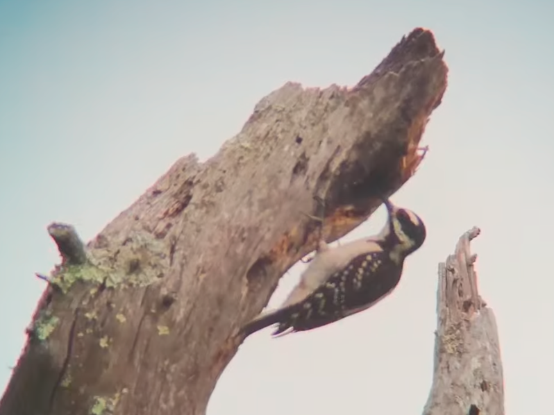 Hairy Woodpecker banner image 4