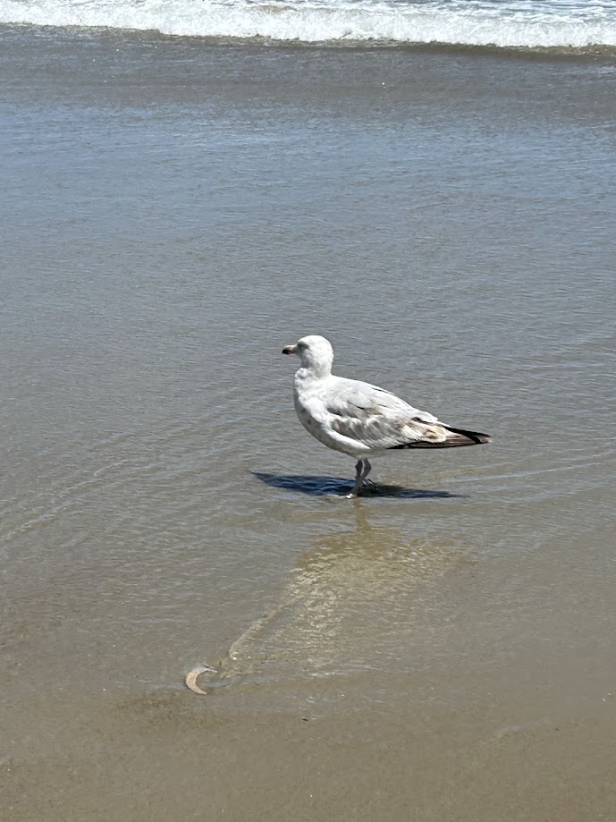 Herring Gull