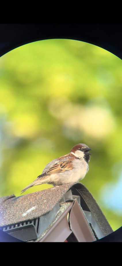 House Sparrow