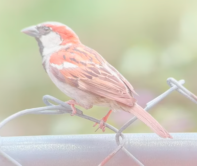 House Sparrow banner image 2