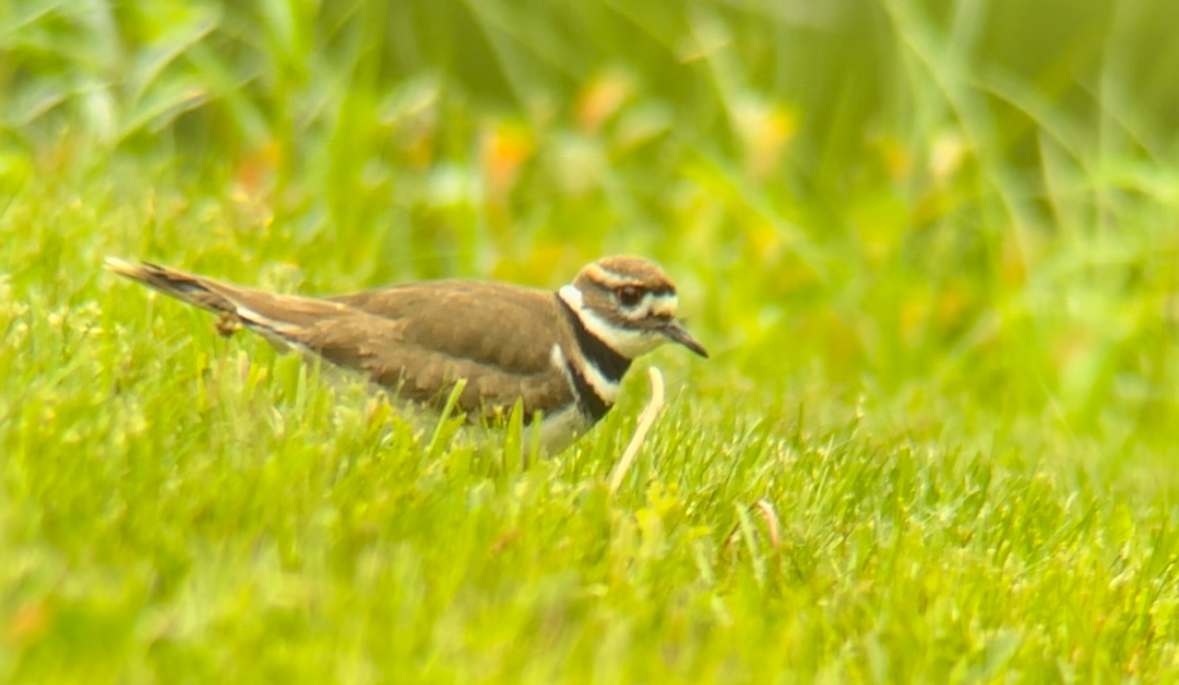 Killdeer