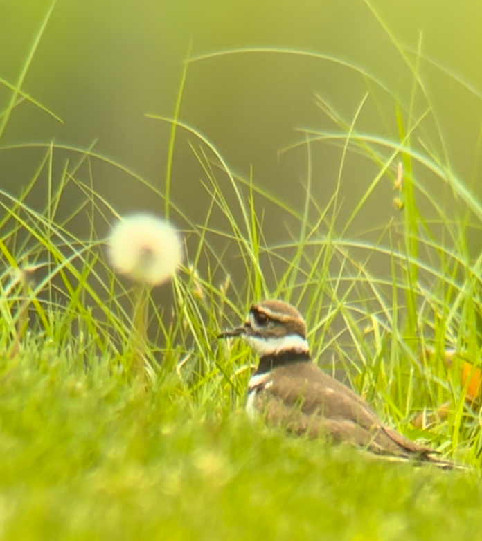 Killdeer banner image 2