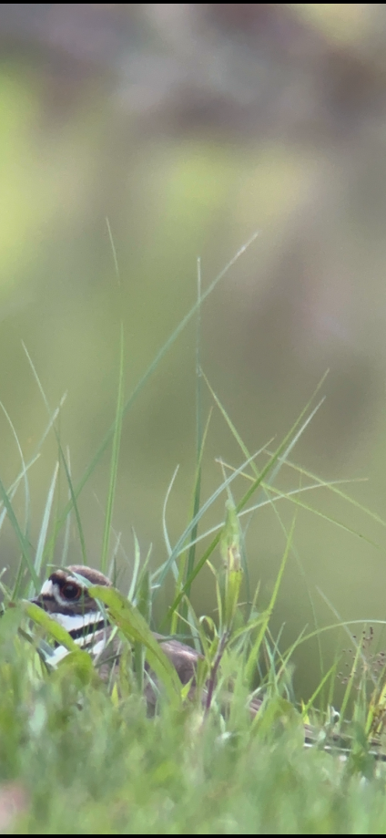 Killdeer banner image 3