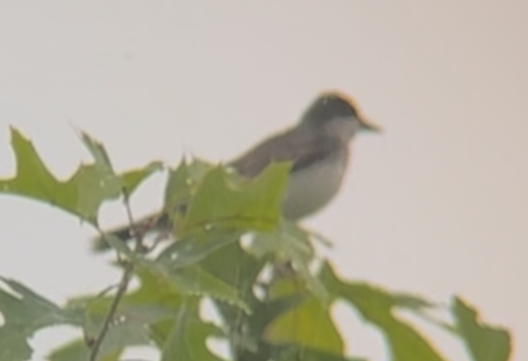 Killdeer banner image 4