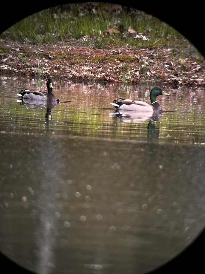 Mallard