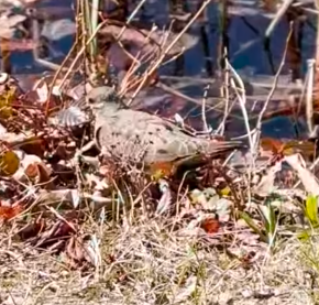 Mourning Dove