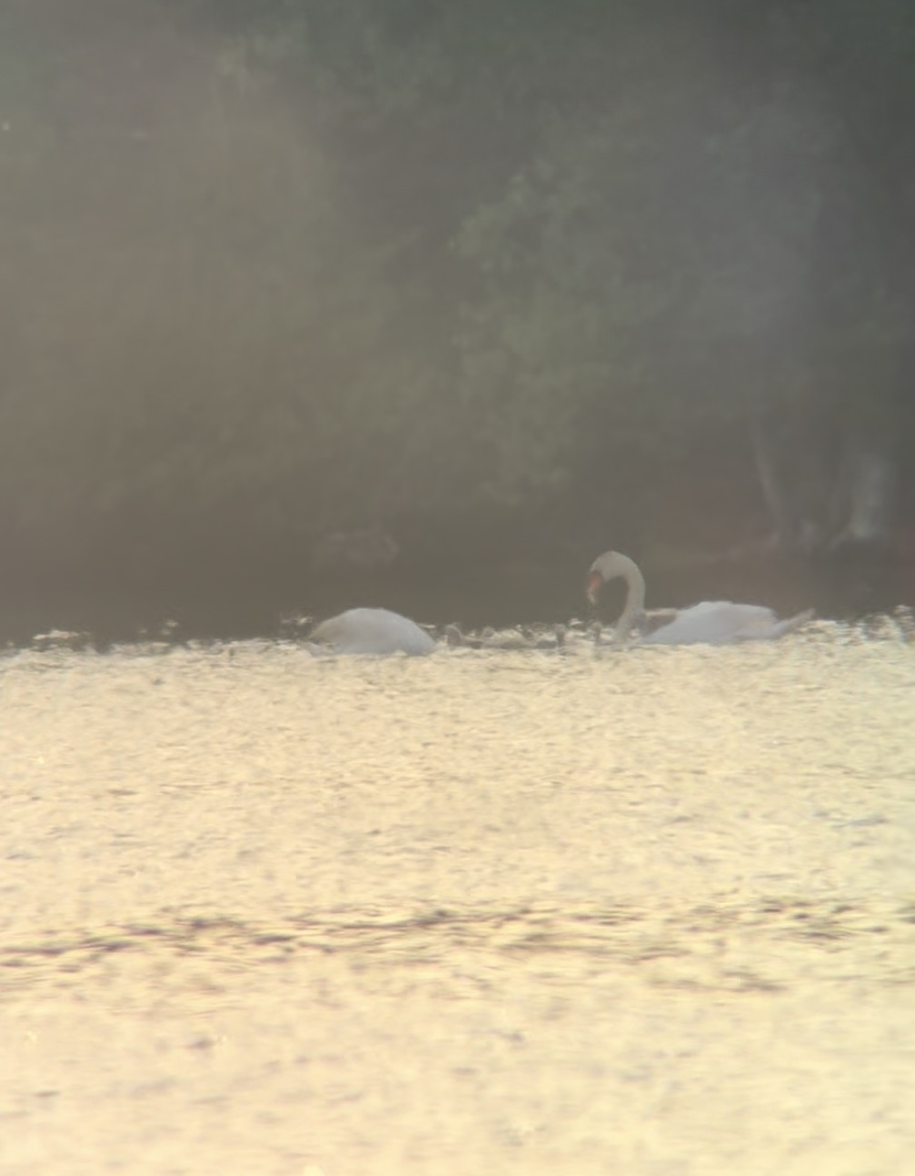 Mute Swan