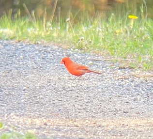 Northern Cardinal
