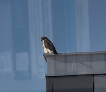 Peregrine Falcon