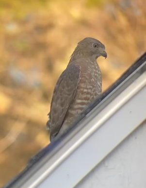Red-shouldered Hawk